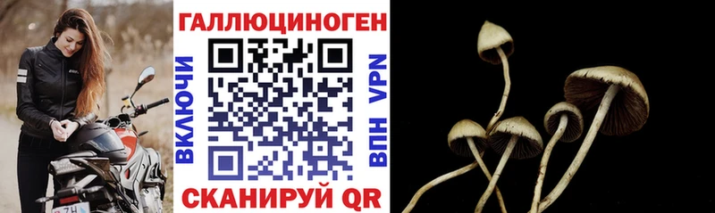 дарнет шоп  Каменка  Псилоцибиновые грибы GOLDEN TEACHER 